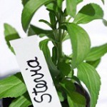 Ist Stevia als Low Carb zum Abnehmen geeignet?